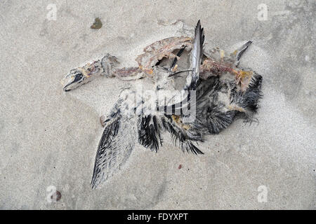 Kolberg, Polen, starb Möwe im sand Stockfoto