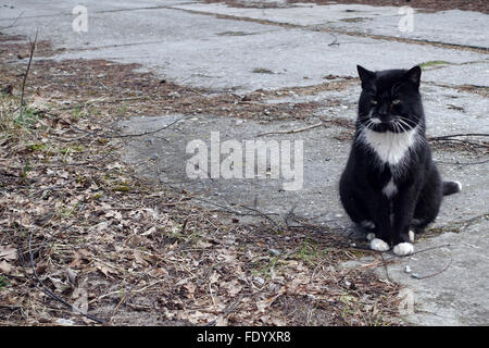 Swinoujscie, Polen, Katze sitzt allein auf der Straße Stockfoto