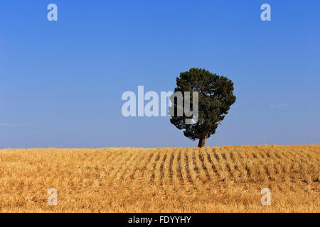 gelbe Weizenfeld nach Ernteguts mit einsamen Baum auf einem Horizont Agaist klaren blauen Himmel Stockfoto