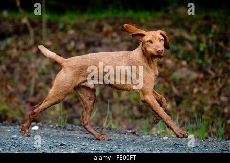 ungarische Draht Vizsla ausgeführt Stockfoto