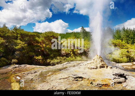 Lady Knox Geyser Ausbruch, Neuseeland Stockfoto