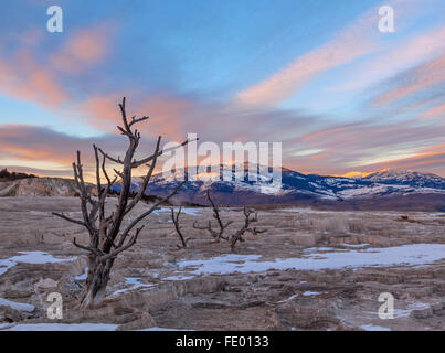 Yellowstone Nationalpark, WY: Ghost Bäume auf den oberen Terrassen von Mammoth Hot Springs mit Sonnenuntergang Stockfoto