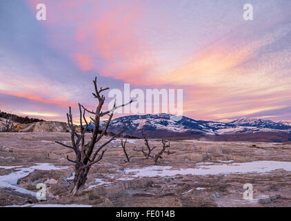 Yellowstone Nationalpark, WY: Ghost Bäume auf den oberen Terrassen von Mammoth Hot Springs mit Sonnenuntergang über dem Gallatin Mou Stockfoto