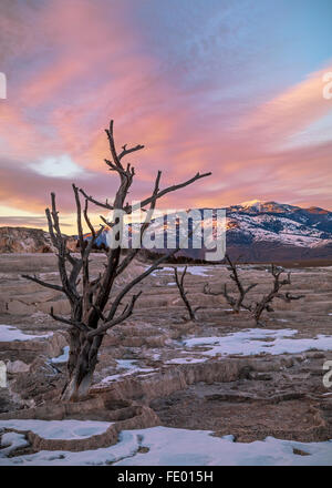 Yellowstone Nationalpark, WY: Ghost Bäume auf den oberen Terrassen von Mammoth Hot Springs mit Sonnenuntergang Stockfoto