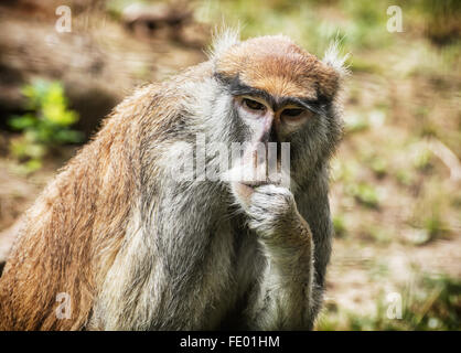 Patas Affe (Erythrocebus Patas), auch bekannt als das Wadi Affe oder Husaren Affe ist ein Bodenwohnung Affe verteilt Stockfoto