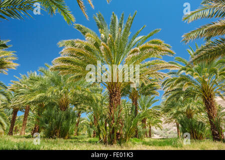 Dattelpalmen bei China Ranch Datum Farm, in der Nähe von Tecopa, Kalifornien Stockfoto