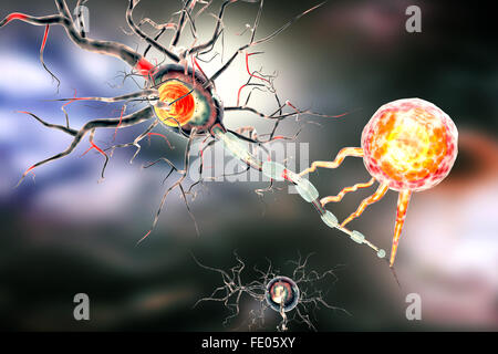 Nervenzellen, Konzept für neurologische Erkrankungen, Tumoren und Gehirn-Chirurgie. Stockfoto