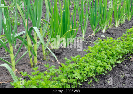 organisch wachsende Gemüse im Gemüsegarten angebaut Stockfoto