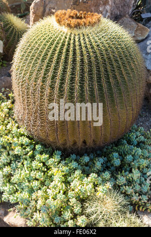 Golden Barrel Cactus im El Charco del Ingenio Botanischer Garten in San Miguel de Allende, Mexiko wächst. Die ökologische Konserve ist der größte in Mexiko. Stockfoto