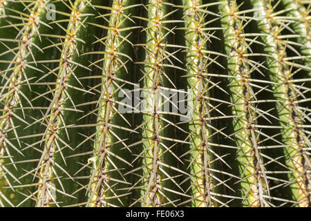 Stacheln auf einem goldenen Fass-Kaktus wächst in der El Charco del Ingenio botanische Garten in San Miguel de Allende, Mexiko. Die ökologische Konserve ist der größte in Mexiko. Stockfoto