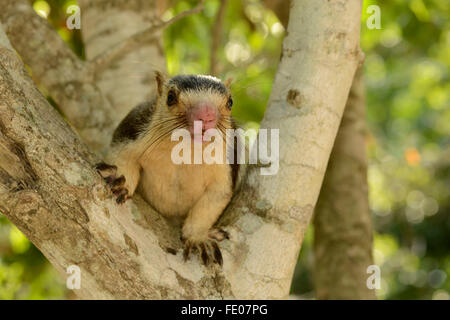 Riesigen indischen oder Malabar Squirrel (Ratufa Indica) sitzt im Baum, Yala-Nationalpark, Sri Lanka, März Stockfoto