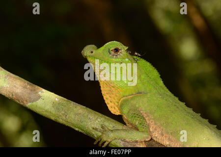 Buckel Schnauze oder Nase Buckel Eidechse (Lyriocephalus Scutatus) Porträt, Sinharaja Forest Reserve, Sri Lanka, März Stockfoto