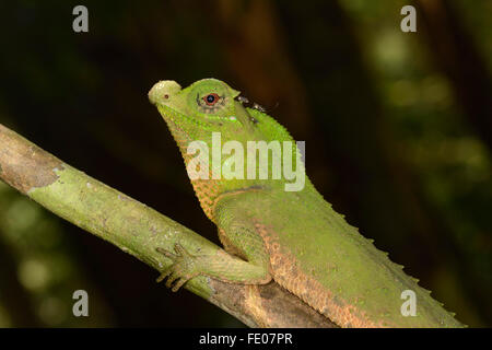 Buckel Schnauze oder Nase Buckel Eidechse (Lyriocephalus Scutatus) Porträt, Sinharaja Forest Reserve, Sri Lanka, März Stockfoto