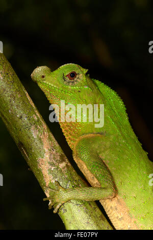 Buckel Schnauze oder Nase Buckel Eidechse (Lyriocephalus Scutatus) Porträt, Sinharaja Forest Reserve, Sri Lanka, März Stockfoto