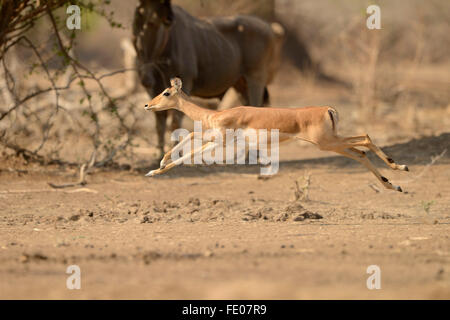 Impala (Aepyceros Melampus) weibliche laufen, in Luft, Kafue Nationalpark, Sambia, November Stockfoto