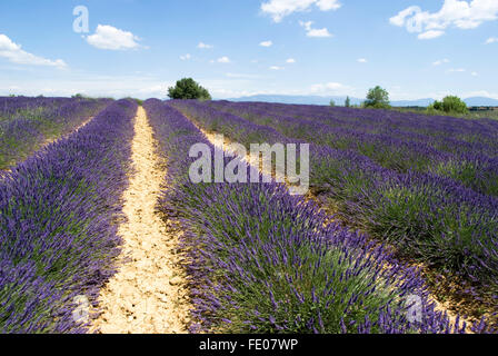 Plateau von Valensole in der Provence, Süd-Ost-Frankreich Stockfoto