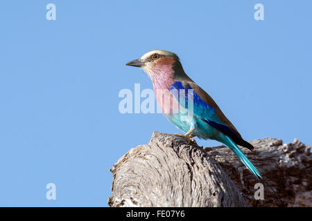 Lila Breasted Roller wilden bunten Vogel stehend auf einem Holz Baum in Sambia, Afrika auf blauen Himmelshintergrund isoliert Stockfoto