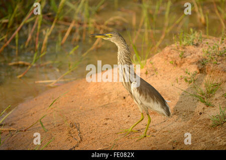 Indischen Teich-Reiher oder Paddybird (Ardeola Grayii) stehen am sandigen Ufer, Yala-Nationalpark, Sri Lanka, März Stockfoto