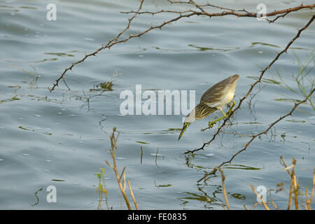 Indischen Teich-Reiher oder Paddybird (Ardeola Grayii) Jagd aus kleinen Zweig über dem Wasser, Yala-Nationalpark, Sri Lanka, März Stockfoto