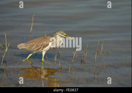 Indischen Teich-Reiher oder Paddybird (Ardeola Grayii) laufen im flachen Wasser, Yala-Nationalpark, Sri Lanka, März Stockfoto