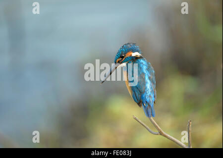 Eisvogel (Alcedo Atthis) thront auf Zweig, Yala-Nationalpark, Sri Lanka, März Stockfoto