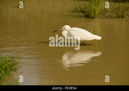 Seidenreiher (Egretta Garzetta) laufen im tiefen Wasser, Yala-Nationalpark, Sri Lanka, März Stockfoto