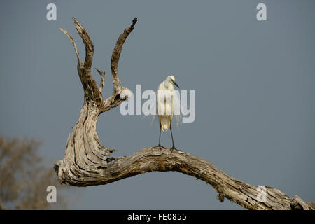 Silberreiher (Egretta Alba) thront auf Toten Zweig, in der Zucht Gefieder, Yala-Nationalpark, Sri Lanka, März Stockfoto