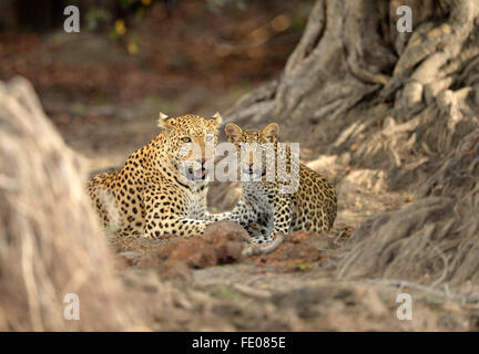 Afrikanischer Leopard (Panthera Pardus) erwachsenes Weibchen und Jungtier liegen unten zusammen, Kafue Nationalpark, Sambia, November Stockfoto