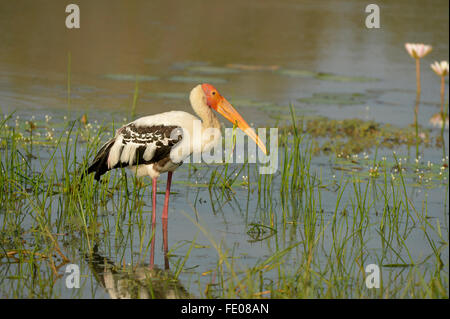 Malte Stork (Mycteria Leucocephala) stehen im flachen Wasser, Yala-Nationalpark, Sri Lanka, März Stockfoto