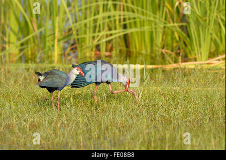 Lila Sumpf Henne (Porphyrio Poliocephalus) paar Fuß auf grasbewachsenen Boden, Bundala Nationalpark, Sri Lanka, März Stockfoto