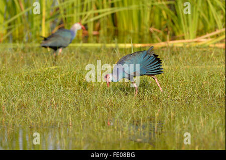 Lila Sumpf Henne (Porphyrio Poliocephalus) paar Fuß auf grasbewachsenen Boden, Bundala Nationalpark, Sri Lanka, März Stockfoto