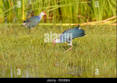 Lila Sumpf Henne (Porphyrio Poliocephalus) paar Fuß auf grasbewachsenen Boden, Bundala Nationalpark, Sri Lanka, März Stockfoto