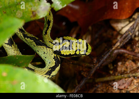 Sri Lankan Grubenotter (Trimeresurus Trigonocephalus) Sinharaja Forest Reserve, Sri Lanka, März Stockfoto