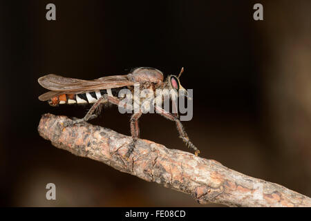 Robber Fly (Asilidae) thront auf Zweig, Lusaka, Sambia, November Stockfoto