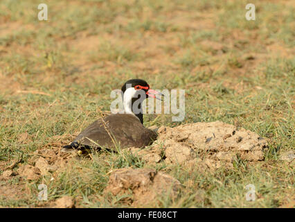 Rot-Flecht-Kiebitz (Vanellus Indicus) am Boden sitzend auf Nest, Yala-Nationalpark, Sri Lanka, März Stockfoto