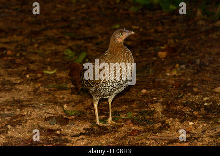 Sri Lanka Junglefowl (Gallus Lafayettii) weibliche stehend auf Regenwald Stock, Sinharaja Forest Reserve, Sri Lanka, März Stockfoto