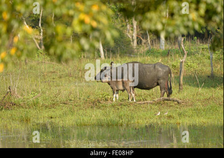 Asiatische Wasserbüffel (Bubalus beispielsweise) Weibchen mit jungen Kalb, Yala-Nationalpark, Sri Lanka, März Stockfoto