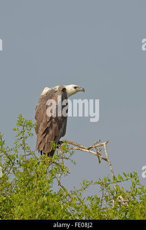 White-bellied Seeadler (Haliaeetus Leucogaster) thront auf kleinen Zweig, Bundala Nationalpark, Sri Lanka, März Stockfoto