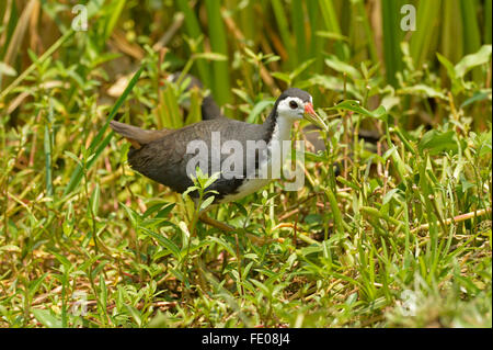 Weißer-breasted Waterhen (Amaurornis Phoenicurus) zu Fuß unter den Wasserpflanzen, Bundala Nationalpark, Sri Lanka, März Stockfoto