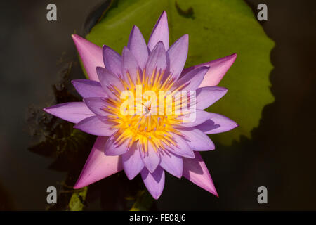 Blaue Sterne Seerose (Nymphaea Nouchali) nationale Blume von Sri Lanka, Udawalawe, Sri Lanka, März Stockfoto