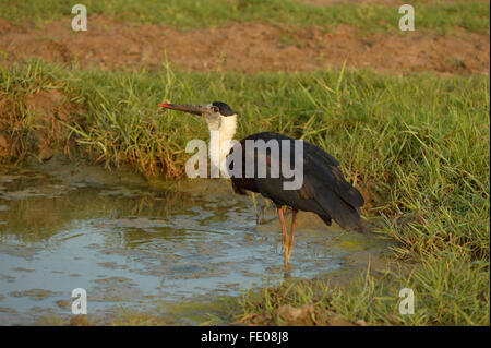 Woolley-necked oder weiß-necked Storch (Ciconia Episcopus) stehen in kleinen Pool, Bundala Nationalpark, Sri Lanka, März Stockfoto