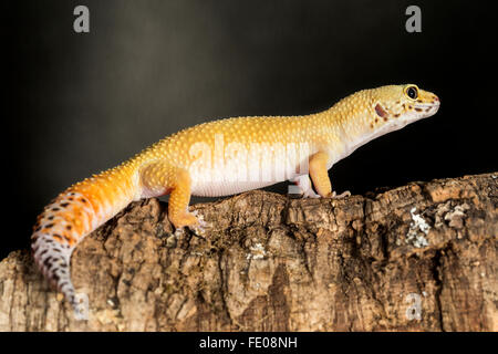 Seitenansicht des Leopardgecko, Eublepharis Macularius, auf einem Ast vor einem dunklen Hintergrund. Ihre Rute dient zum Speichern von exce Stockfoto