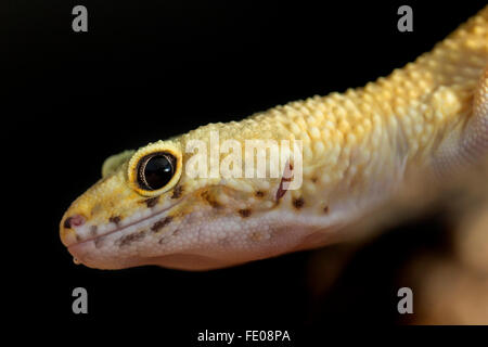 Nahaufnahme des Kopfes des Leopardgecko, Eublepharis Macularius, auf einem schwarzen Hintergrund Stockfoto