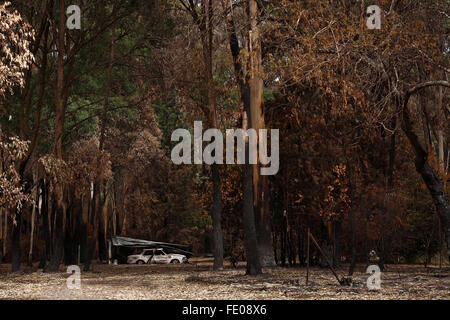 Australische bush Brandschaden, australische Bush fire Nachwirkungen, Post australische Bush Feuer, Stockfoto