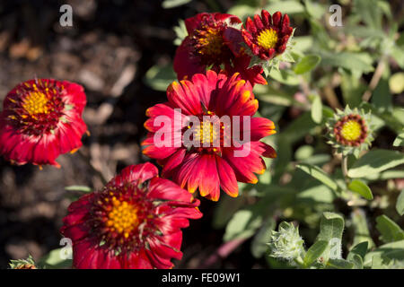 Decke Blume Arizona Rot schattiert, Gaillardia X Grandiflora Stockfoto