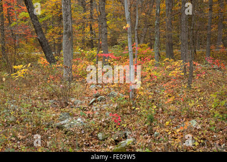 Blue Ridge Parkway an der Buckelwale Felsen Visitor Center, Virginia Stockfoto