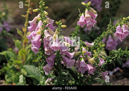 Fingerhut, Digitalis Purpurea Camelot Lavendel Stockfoto