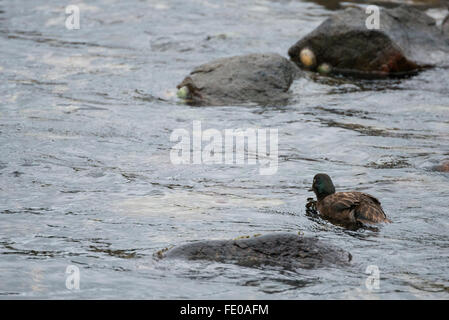 Neuseeland, Campbell Island aka Moto Ihupuku subantarktischen Insel. Endemische flugunfähigen (M) Campbell Island Krickente (Anas Nesiotis). Stockfoto