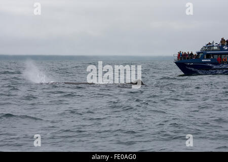 Neuseeland, Südinsel, Kaikoura. Whale watching Boot beobachten männliche Pottwal (Physeter Macrocephalus). Stockfoto