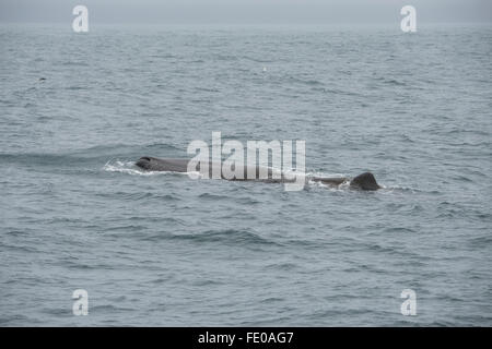 Neuseeland, Südinsel, Kaikoura. Männliche Pottwal (Physeter Macrocephalus) aka Pottwal, größte der Zahnwale. Stockfoto